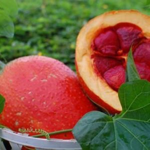 Hình ảnh: đặc điểm của cây gấc