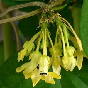 Hình ảnh: cây hoa thiên lý