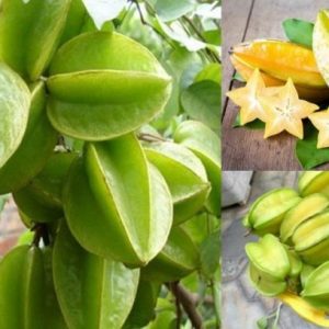 Công Dụng Của Quả Khế Chua