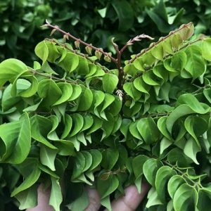 Hình ảnh: cây khế ngọt lá xoắn