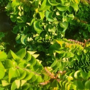 Hình ảnh: cây khế ngọt lá xoắn