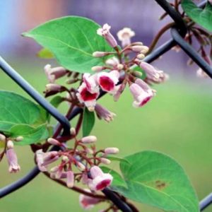 Hình ảnh: cây lá mơ lông