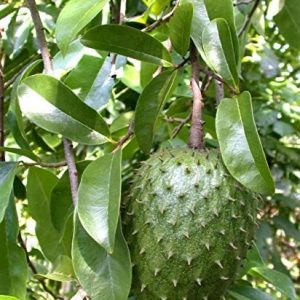 Hình ảnh: đặc điểm của quả mãng cầu xiêm