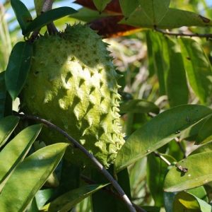 Cây Mãng Cầu Xiêm (mãng cầu gai) Trưởng Thành Cao 3m