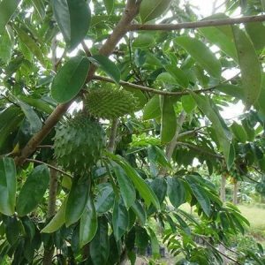 Cây Mãng Cầu Xiêm (mãng cầu gai) Trưởng Thành Cao 3m