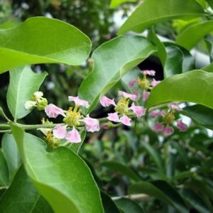 Hình ảnh: đặc điểm của cây sơ ri