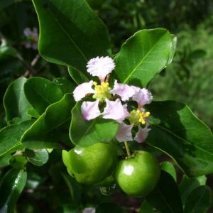 Hướng dẫn cách chăm sóc cây sơ ri tán dù