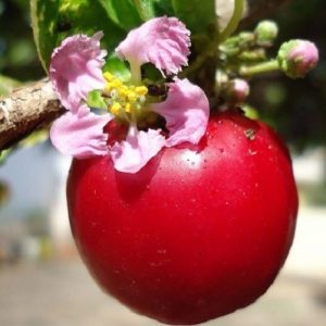 Hình ảnh: cây sơ ri thái ra quả