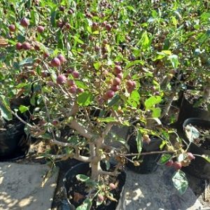 Hình ảnh: cây táo cherry