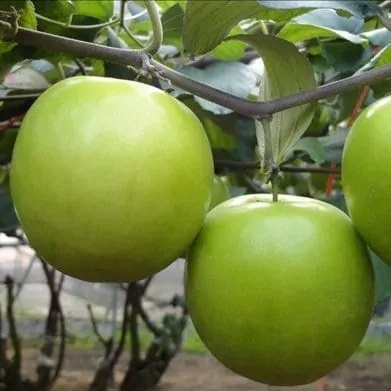 Làm giàu nhờ mô hình trồng táo Thái Lan  Báo Khánh Hòa điện tử