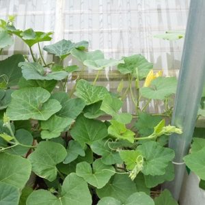 Cây bí đỏ hồ lô