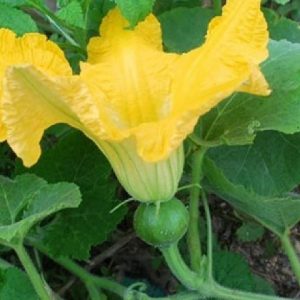 Hình ảnh: cây bí đỏ hồ lô