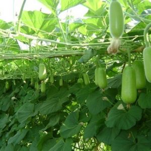 Hình ảnh: cây bí đao xanh trồng giàn