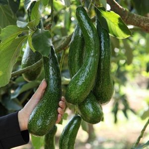 Hình ảnh: cây bơ giống 034