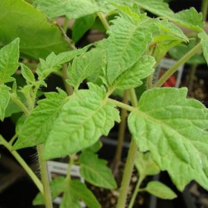 Hình ảnh: cây cà chua