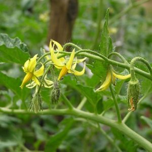 Hình ảnh: cây cà chua