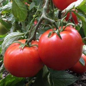 Hình ảnh: cây cà chua