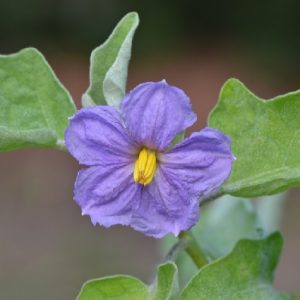 Hình ảnh: cây cà tím, cà dái dê