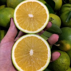 Hình ảnh: cây cam xoàn giống