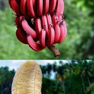 Quả của chuối đỏ dacca