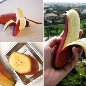 Hình ảnh: cây chuối đỏ Dacca