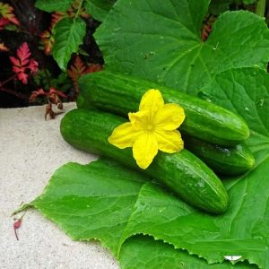 Hình ảnh: cây dưa leo giống