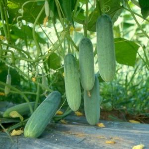 Hình ảnh: đặc điểm của cây dưa leo