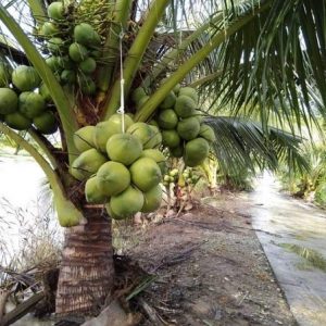 Cây dừa xiêm lùn