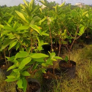 Hình ảnh: cây mận đỏ an phước