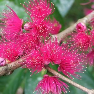 Cây mận điều đỏ, mận hoa đỏ