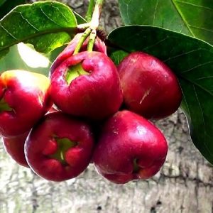 Hình ảnh: cây mận điều đỏ, mận hoa đỏ