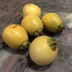 Hình ảnh: cây mận lý