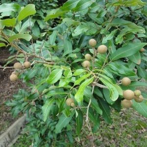 Hình ảnh: cây nhãn giống