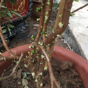 Hình ảnh: cây nho thân gỗ tứ quý có quả