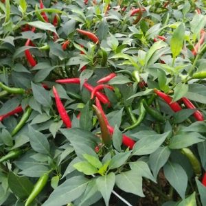 Hình ảnh: cây ớt chỉ thiên