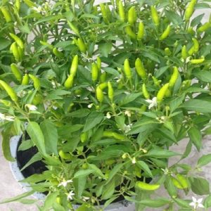 Hình ảnh: cây ớt hiểm, ớt chim ỉa