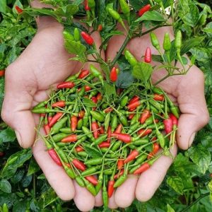 Hình ảnh: cây ớt hiểm, ớt chim ỉa