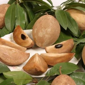 Hình ảnh: cây sa pô chê