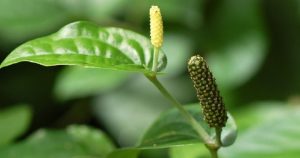 Hình ảnh: công dụng của quả tiêu lốt