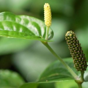 Hình ảnh: công dụng của quả tiêu lốt