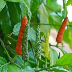 Hình ảnh: cây tiêu lốt