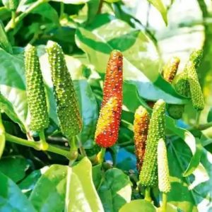 Hình ảnh: cây tiêu lốt