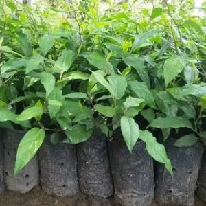 Công dụng quả tiêu lốt