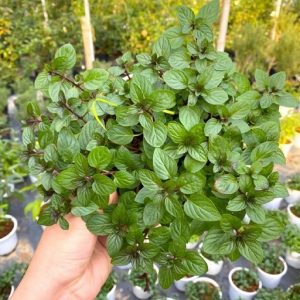 Hình ảnh: cây bạc hà tinh dầu chocolate