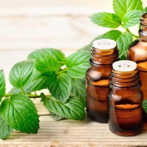 Bạc hà làm tinh dầu, làm thực phẩm