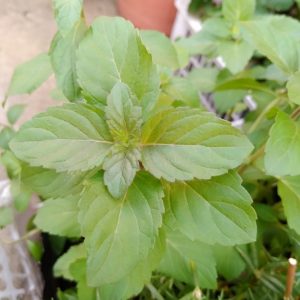 Cây bạc hà tinh dầu peppermint