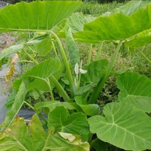 Cây dọc mùng thường cao đến 2m