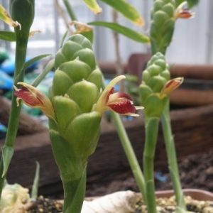 Cây gừng trồng rất dễ