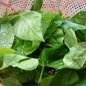 Cây lá cách được trồng thu hái lá dùng cho nấu ăn