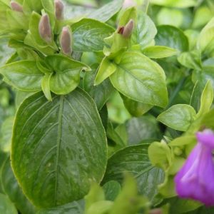 Cây lá cẩm làm màu thực phẩm